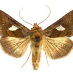 <i>Autographa bractea</i> (Romania)
