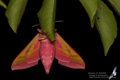 Deilephila eplenor, Romania - near Comarna (IS) in 30.july.2016